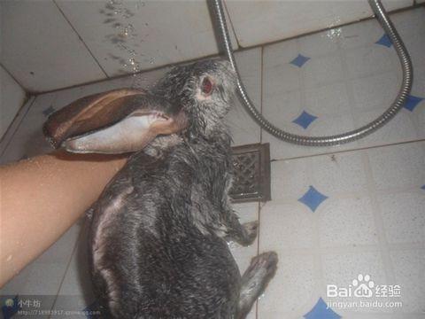 兔子多长时间需要给它洗一次澡