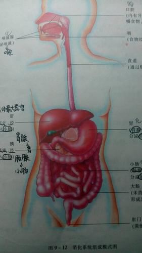 胃在身体的哪个位置