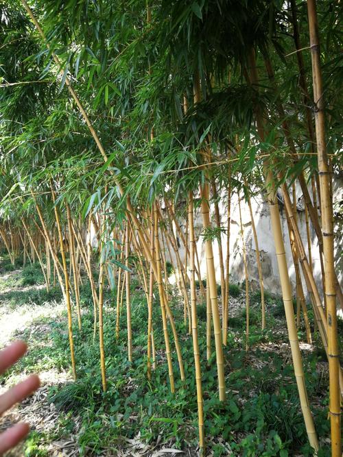 竹子的生活习性有哪些