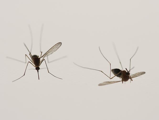 家里有蚊子怎么能迅速消灭