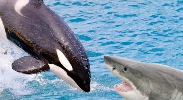 鲨鱼和鲸鱼区别