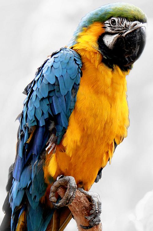 蓝黄金刚鹦鹉和红绿金刚鹦鹉区别
