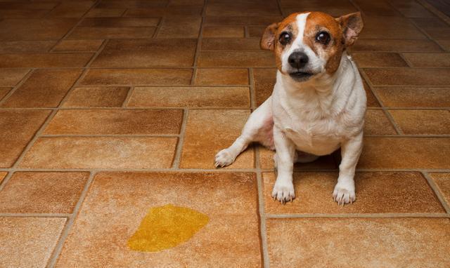 有什么办法阻止狗狗在某个地方尿尿