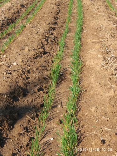 土培小麦苗的种植方法