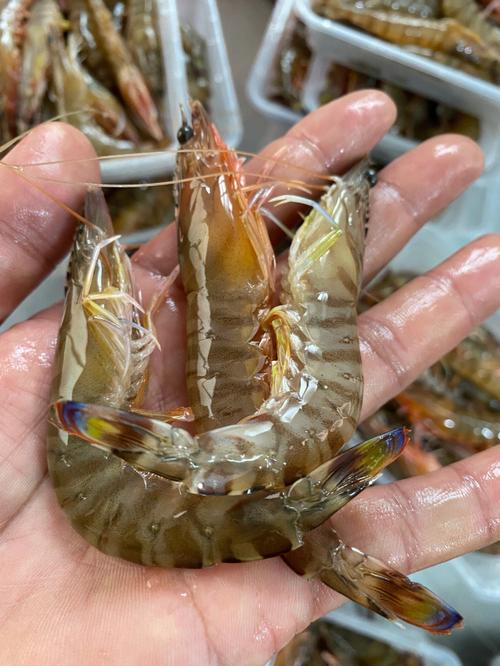 小海虾是野生的吗