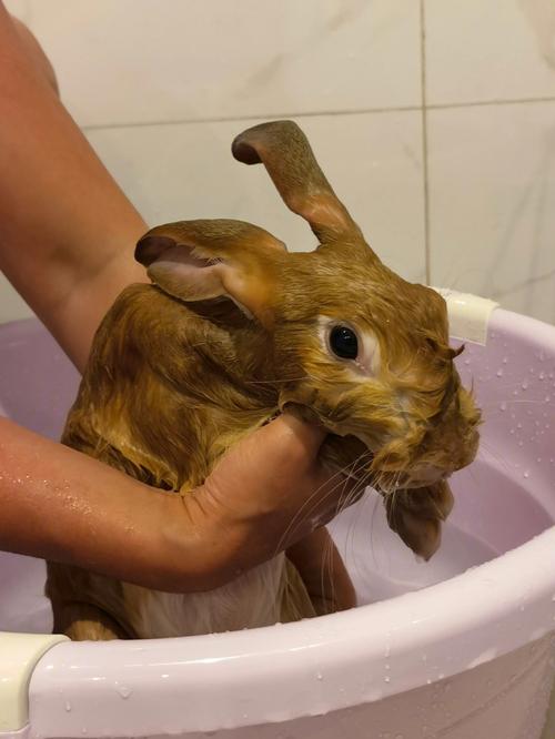 如何给兔子正确洗澡