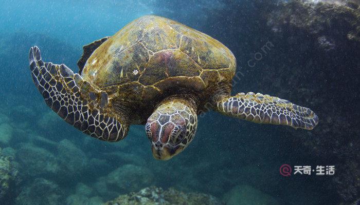 海龟要多久才能长到一米