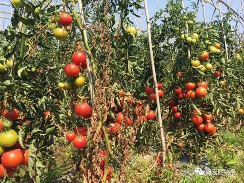 一亩地可以产西红柿多少吨