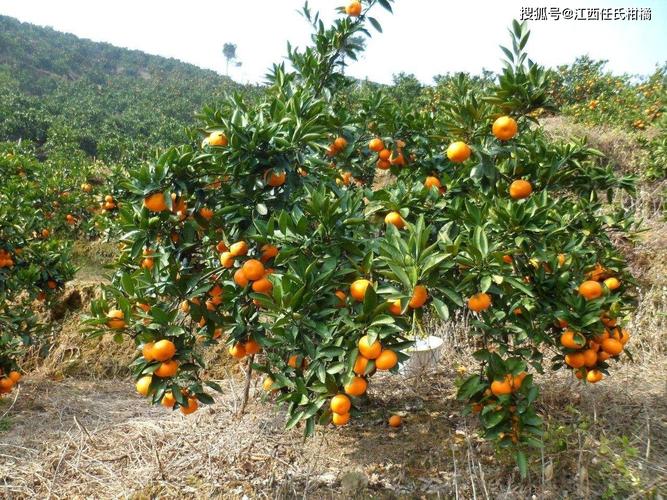 柑橘的种植方法