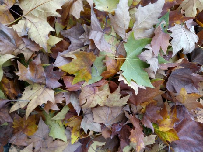 秋天的梧桐树叶是什么颜色的