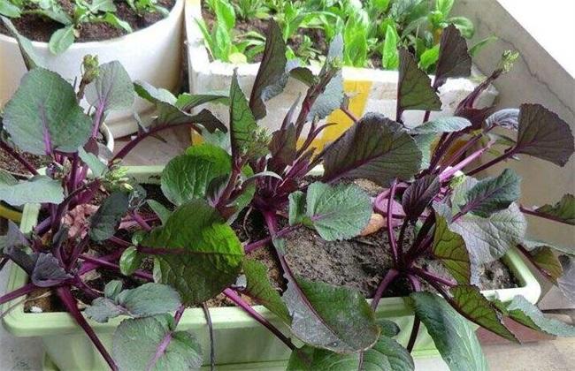 红菜种植时间和方法