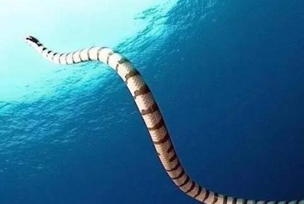 世界上最大的海蛇是什么蛇