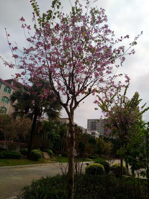 长紫荆花的树名叫什么