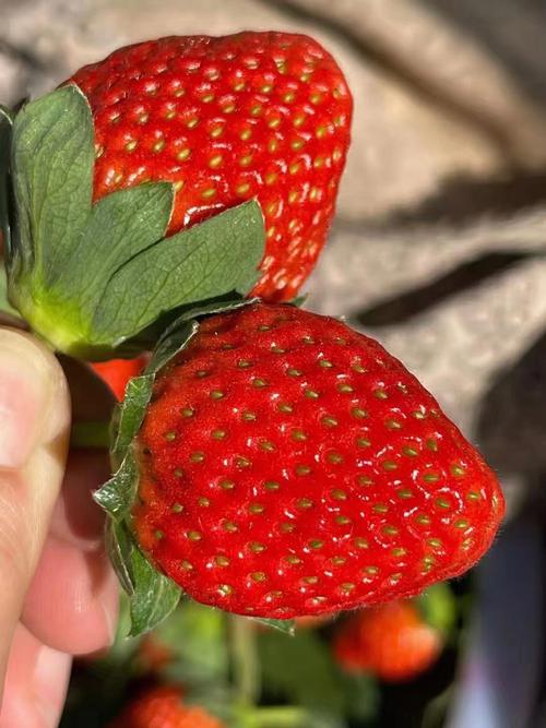 冬天的草莓是什么意思