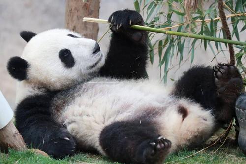 熊猫吃竹子还是竹笋