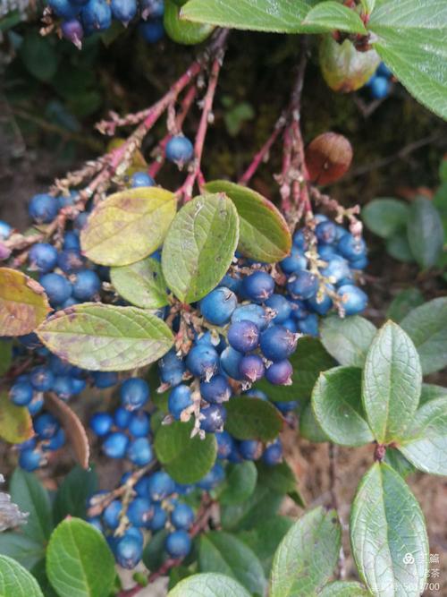 野蓝莓的花语（蓝莓的花语和含义）