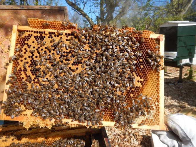秋天蜜蜂在蜂箱内结团为啥