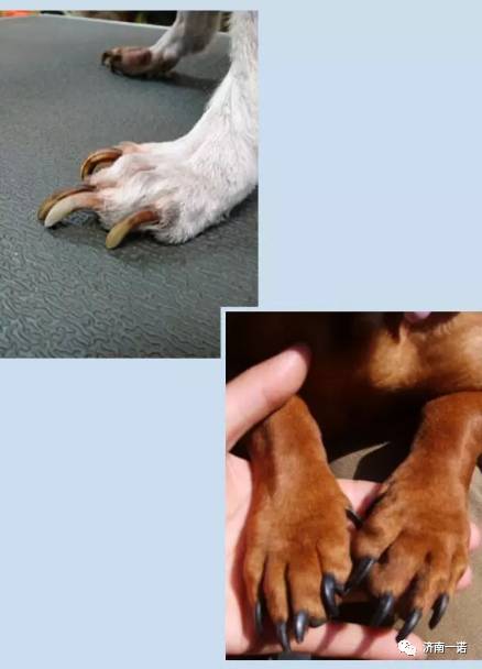 我家狗的狼趾指甲长肉里去了怎么办