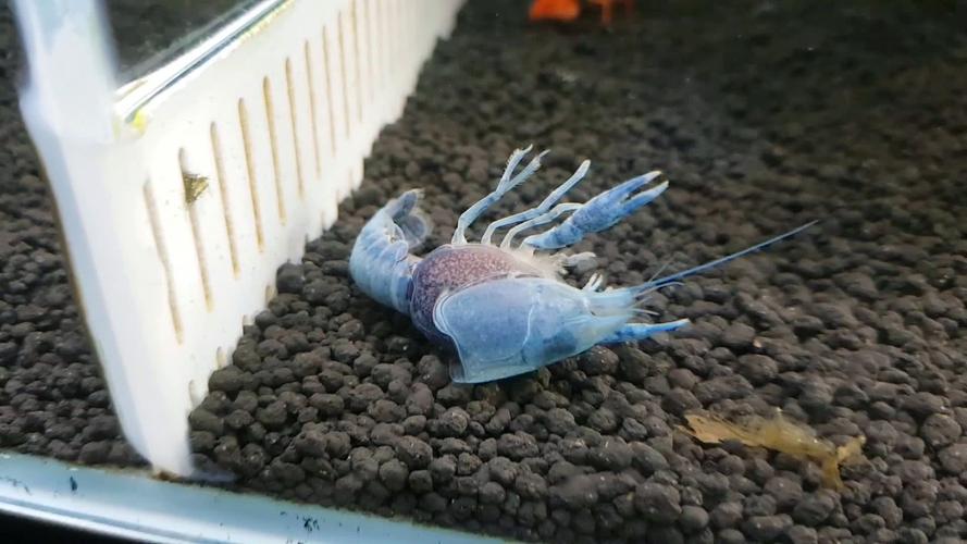 我养蓝鳌虾 它在10多厘米的浴缸里总飘起来 底下有沙子 我家另一只鳌虾 就是飘死的 求解啊 没水草，塔斯马尼亚巨型鳌虾人工饲养