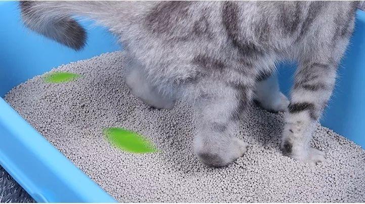 怎样教小猫用猫砂