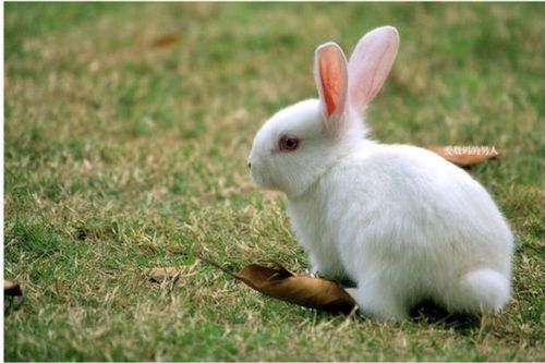 介绍兔子的种类片段（兔子的外貌特征简单介绍）