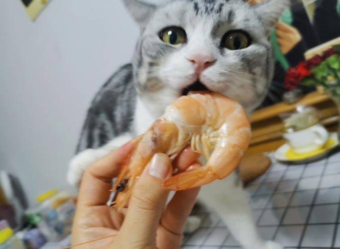 猫咪可以吃虾仁吗