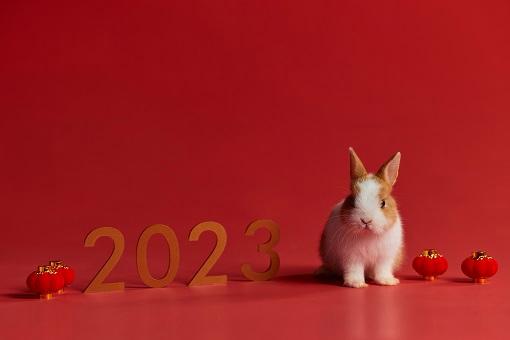 2023年兔年为什么百年一遇