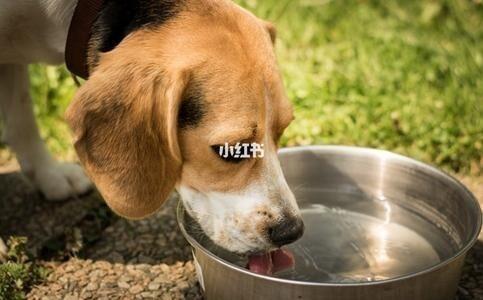 狗狗 一天没喝水 但是尿特多