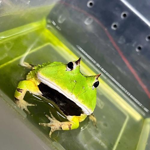 绿角蛙一个月长多大（角蛙一年能长多大）