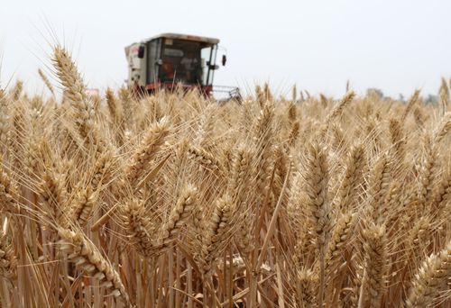 小麦什么时候收获最好 小麦成熟季节