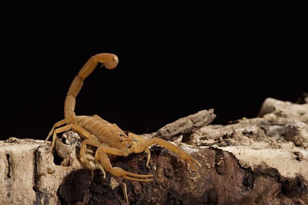 热带雨林蝎进食有什么规律呀 就是多长时间喂一次