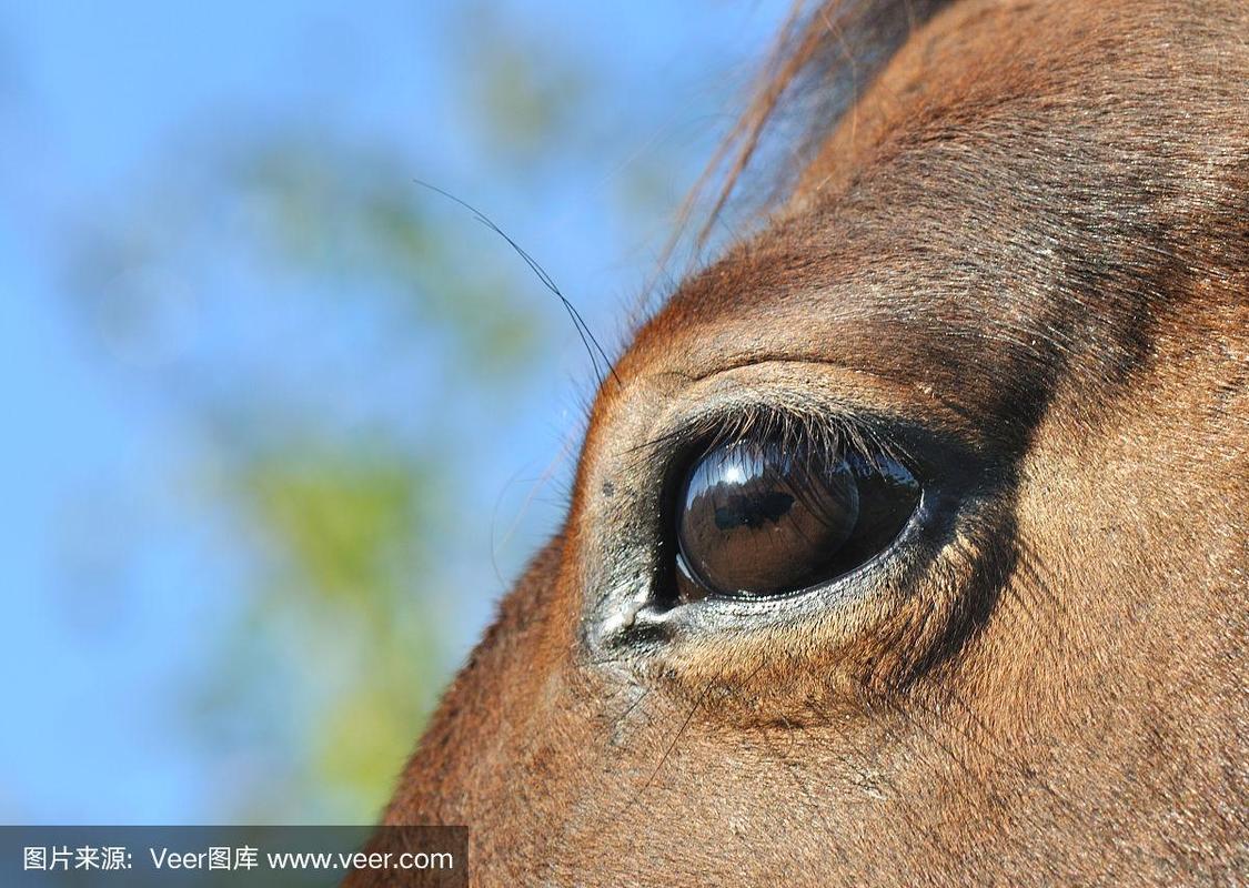 马的眼睛长在两面 看见的东西不一样吧