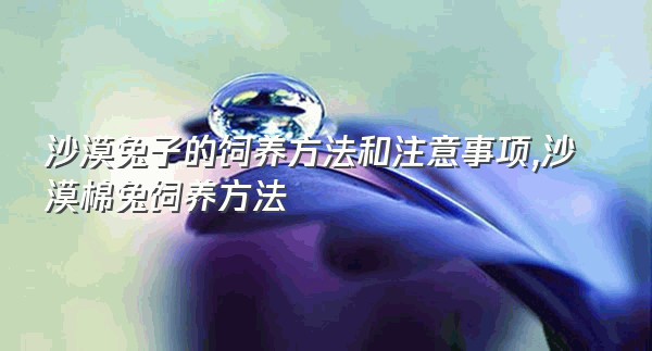 沙漠兔子的饲养方法和注意事项,沙漠棉兔饲养方法