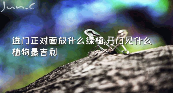 进门正对面放什么绿植,开门见什么植物最吉利