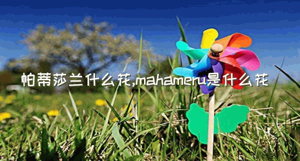 帕蒂莎兰什么花,mahameru是什么花