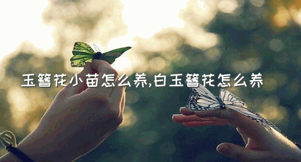 玉簪花小苗怎么养,白玉簪花怎么养