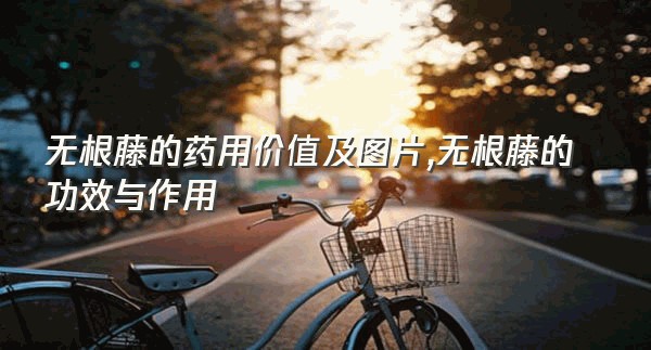 无根藤的药用价值及图片,无根藤的功效与作用