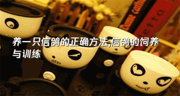 养一只信鸽的正确方法,信鸽的饲养与训练