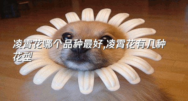凌霄花哪个品种最好,凌霄花有几种花型