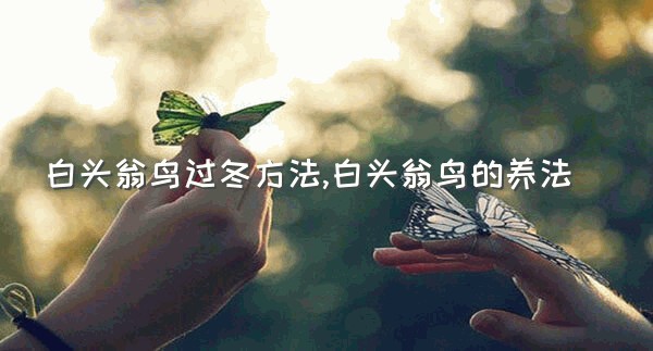 白头翁鸟过冬方法,白头翁鸟的养法