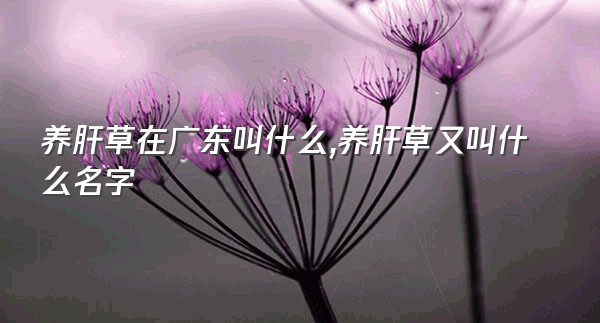 养肝草在广东叫什么,养肝草又叫什么名字