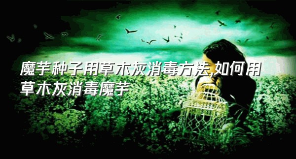 魔芋种子用草木灰消毒方法,如何用草木灰消毒魔芋