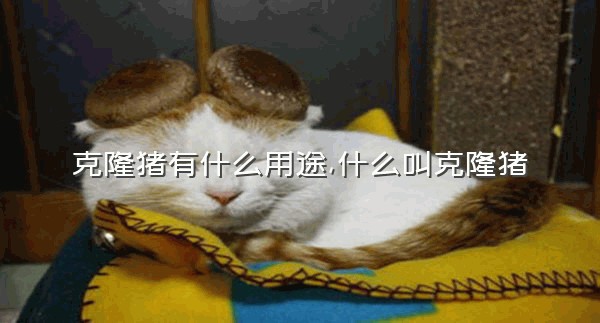 克隆猪有什么用途,什么叫克隆猪