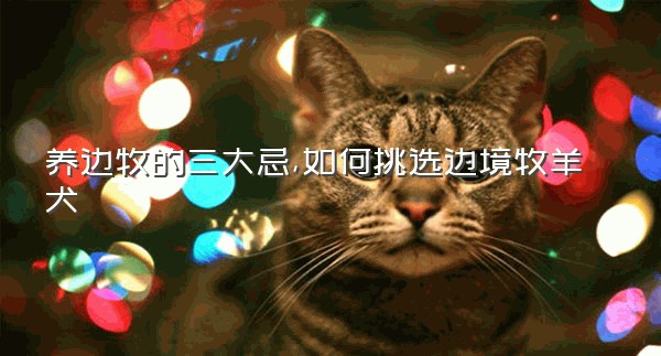 养边牧的三大忌,如何挑选边境牧羊犬