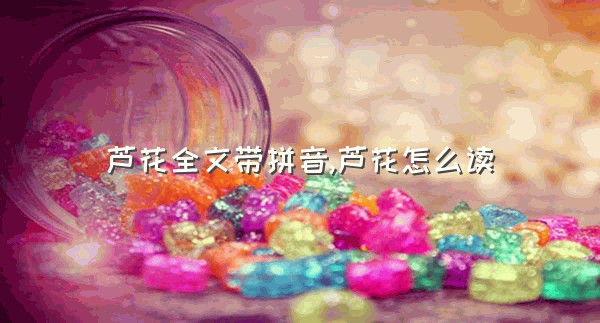 芦花全文带拼音,芦花怎么读