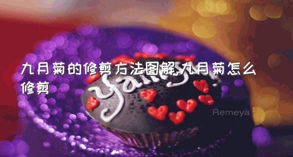 九月菊的修剪方法图解,九月菊怎么修剪