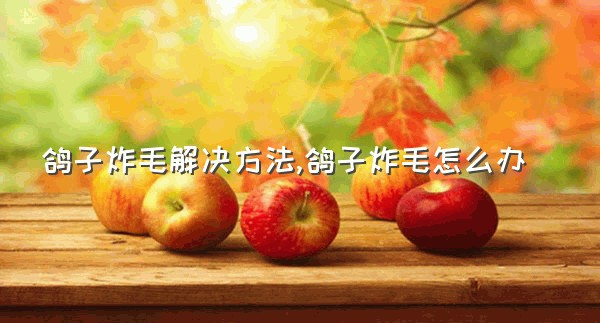 鸽子炸毛解决方法,鸽子炸毛怎么办