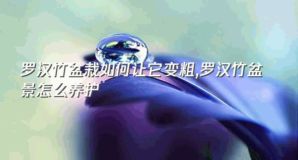 罗汉竹盆栽如何让它变粗,罗汉竹盆景怎么养护