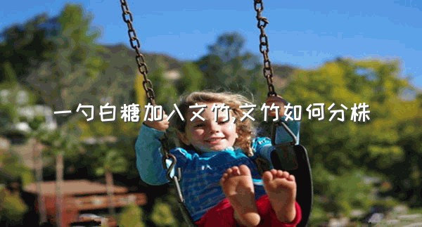 一勺白糖加入文竹,文竹如何分株