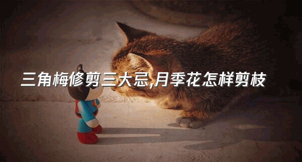 三角梅修剪三大忌,月季花怎样剪枝